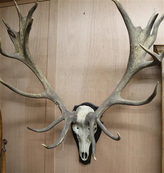 A red deer II point shield mounted skull and antlers